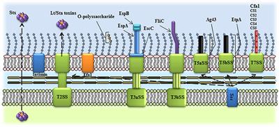 Intestinal Pathogenic Escherichia coli: Insights for Vaccine Development